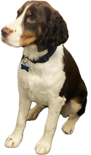 LifeSafe Loui, Chief Morale Officer